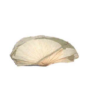 荷葉 DRIED LOTUS LEAVES, 15KGX1